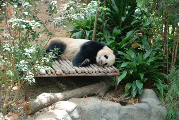 DSC_9761_Zoo_Grosser_Panda