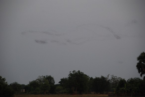 DSC_1894_Battambang_Bat_Caves