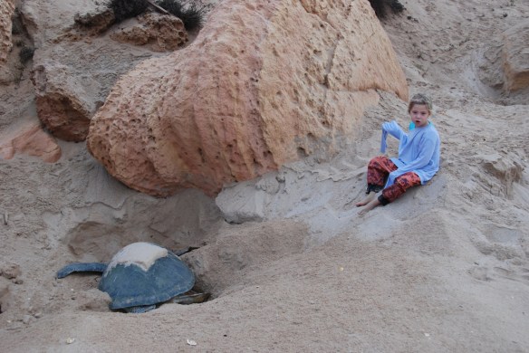 DSC_6455_Ras_Al_Jinz_Turtle