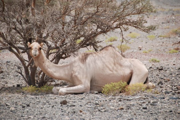 DSC_6547_Ibra_to_Nizwa_Camels_Blog